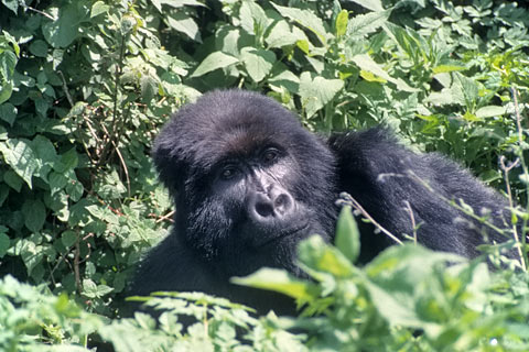 https://www.transafrika.org/media/Bilder Ruanda/gorilla.jpg